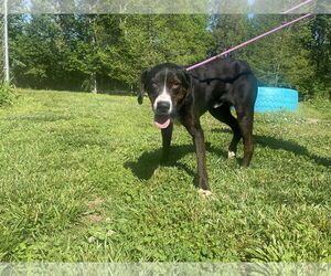Mutt Dogs for adoption in Sparta, TN, USA