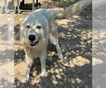 Small Great Pyrenees