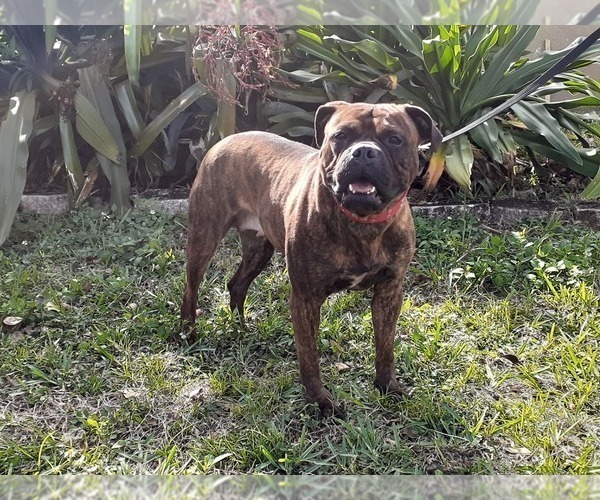 Medium Photo #1 Bullmastiff Puppy For Sale in HOLLYWOOD, FL, USA