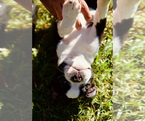 Medium Photo #8 Boston Terrier Puppy For Sale in CARMICHAEL, CA, USA