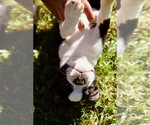 Small Photo #9 Boston Terrier Puppy For Sale in CARMICHAEL, CA, USA