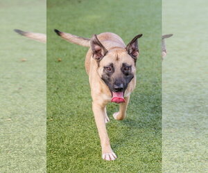 Dave - Male Mutt Dog for Adoption - Photo #3