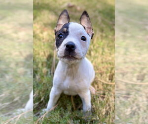 Willamena - Female American Staffordshire Terrier-Unknown Mix Dog for Adoption - Photo #3