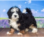 Puppy 4 Miniature Bernedoodle