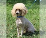 Small Photo #1 Poodle (Toy) Puppy For Sale in CHANUTE, KS, USA