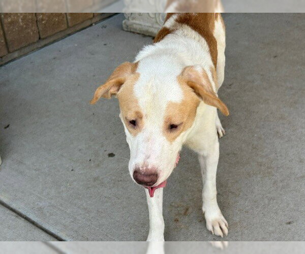 Medium Photo #2 Labrador Retriever-Unknown Mix Puppy For Sale in Tulsa, OK, USA