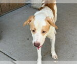 Small #1 Labrador Retriever Mix