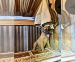 Small Photo #12 Bullmastiff Puppy For Sale in BELLVILLE, TX, USA