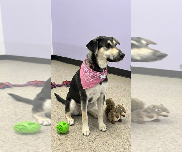 Medium Photo #3 Mutt Puppy For Sale in Genesee, WI, USA