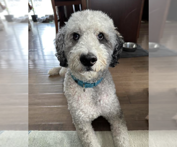 Medium Photo #1 Mutt Puppy For Sale in Brooklyn Center, MN, USA