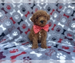 Goldendoodle (Miniature) Puppy for sale in LAKELAND, FL, USA