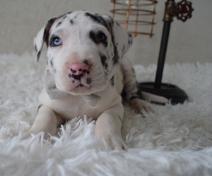 Great Dane Puppy for sale in HONEY BROOK, PA, USA