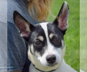 Rat Terrier-Unknown Mix Dogs for adoption in Huntley, IL, USA