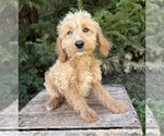 Small #2 Cockapoo (Miniature)