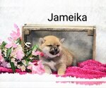 Puppy Jameika Shiba Inu