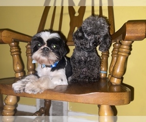 ShihPoo Puppy for sale in DETROIT, MI, USA