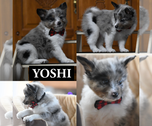 Medium Photo #3 Paperanian Puppy For Sale in OTHO, IA, USA