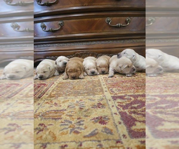 Medium Photo #2 Golden Retriever Puppy For Sale in ELVERTA, CA, USA