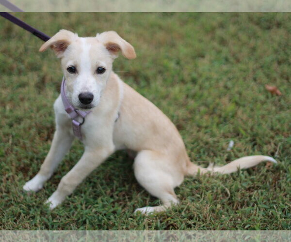 Medium Photo #4 Feist Terrier-Jack Russell Terrier Mix Puppy For Sale in Cookeville, TN, USA