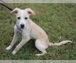 Small Photo #4 Feist Terrier-Jack Russell Terrier Mix Puppy For Sale in Cookeville, TN, USA