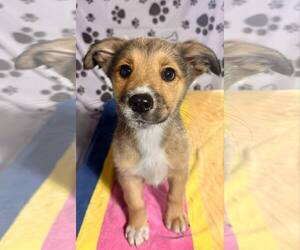 Australian Shepherd-German Shepherd Dog Mix Dogs for adoption in SHERBURNE, NY, USA