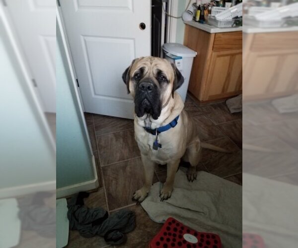Medium Photo #3 Mastiff Puppy For Sale in McMinnville, OR, USA