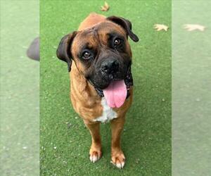 Boxer Dogs for adoption in Woodland, CA, USA