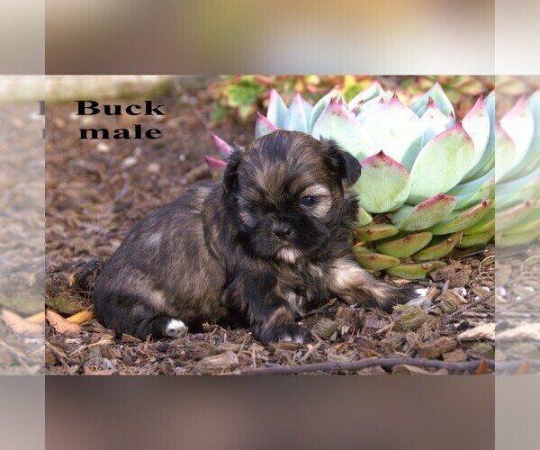 Medium Photo #13 Shih Tzu Puppy For Sale in CLARE, MI, USA