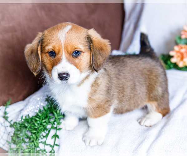 Medium Photo #6 Dorgi Puppy For Sale in WAKARUSA, IN, USA