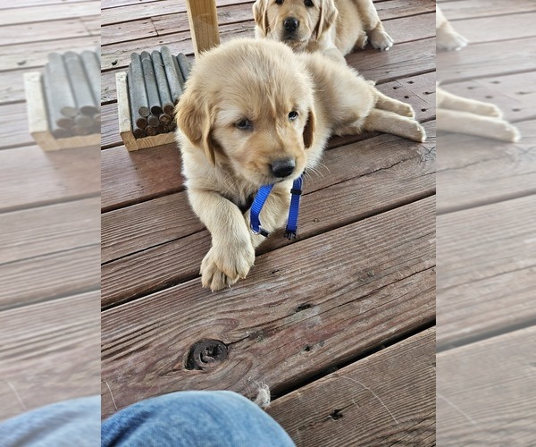 Medium Photo #5 Golden Retriever Puppy For Sale in VERONA, MO, USA