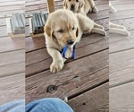 Small #4 Golden Retriever