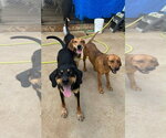 Small #1 Coonhound Mix
