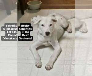 Dalmatian-Retriever  Mix Dogs for adoption in Virginia Beach, VA, USA