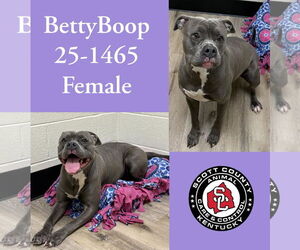 Mutt Dogs for adoption in Georgetown, KY, USA