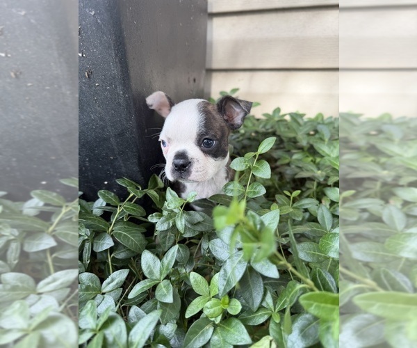 Medium Photo #1 Boston Terrier Puppy For Sale in FREDONIA, KS, USA