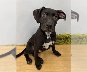 Mutt Dogs for adoption in Bakersfield, CA, USA
