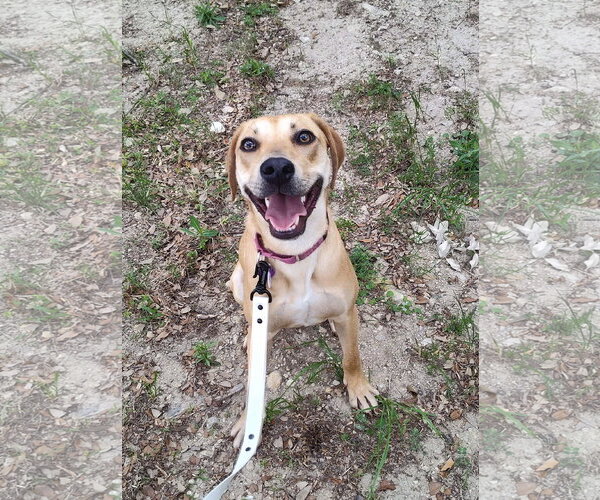 Medium Photo #7 Labrador Retriever-Unknown Mix Puppy For Sale in Fort Worth, TX, USA