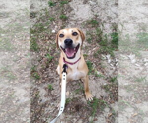 Honey - Female Labrador Retriever-Unknown Mix Dog for Adoption - Photo #7