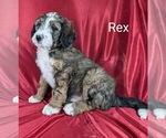 Puppy Rex Bernedoodle