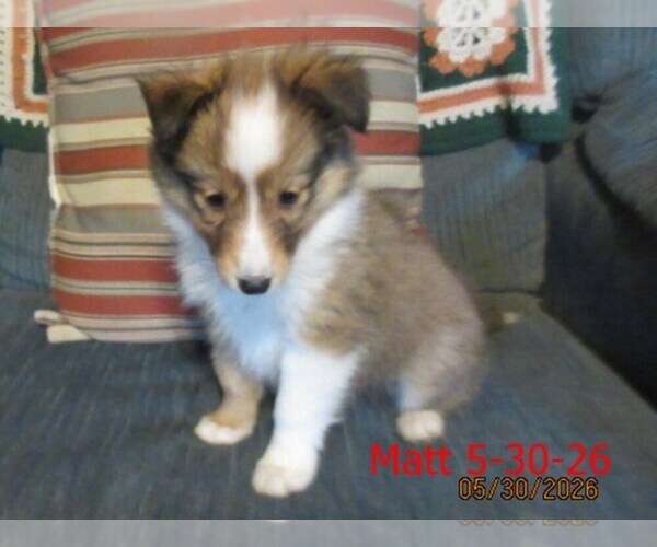 Medium Photo #3 Shetland Sheepdog Puppy For Sale in SOLON, ME, USA