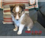 Small #2 Shetland Sheepdog
