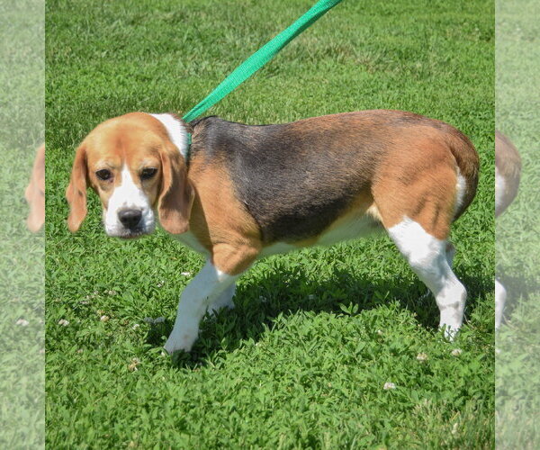 Medium Photo #4 Beagle Puppy For Sale in Huntley, IL, USA