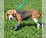 Small #3 Beagle