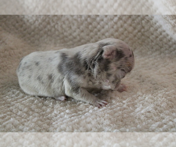 Medium Photo #17 French Bulldog Puppy For Sale in SPRING, TX, USA