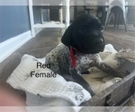 Small Photo #1 German Shorthaired Pointer Puppy For Sale in JOHNSTOWN, OH, USA
