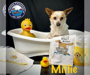 Chihuahua-Unknown Mix Dogs for adoption in Arcadia, FL, USA