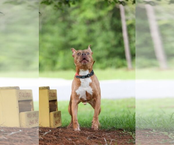 Medium Photo #14 Mutt Puppy For Sale in  Gainesville, FL, USA