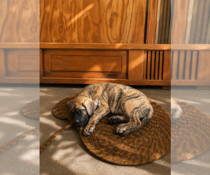 Presa Canario Puppy for sale in ANSON, ME, USA