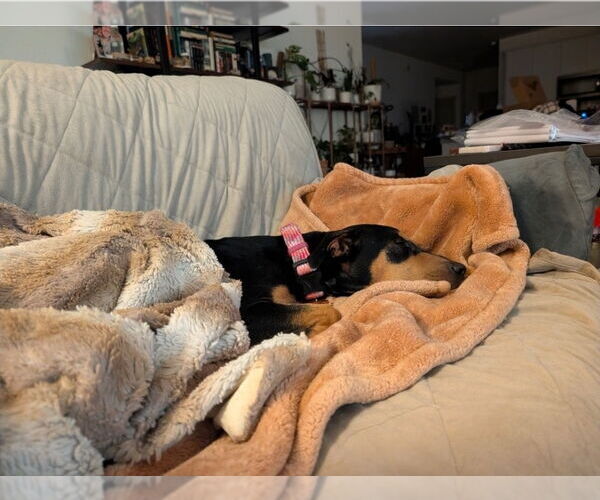 Medium Photo #2 Rottweiler-Unknown Mix Puppy For Sale in Lakewood, CO, USA