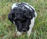 Small Photo #11 Goldendoodle mix (+ Poodle Toy) Puppy For Sale in MORGANTON, NC, USA